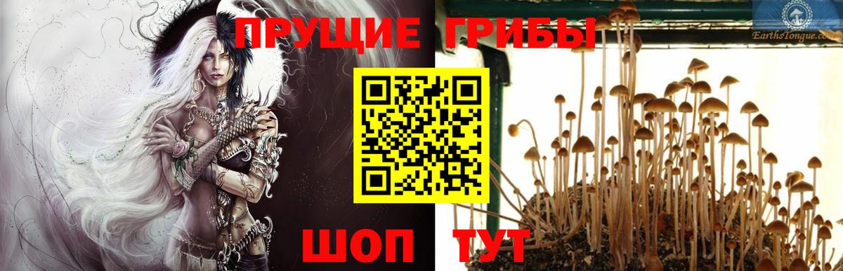 Псилоцибиновые грибы Psilocybe  Вход с VPN  Псилоцибиновые грибы Psilocybine cubensis  Рязань 